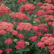 Achillea x 'Firefly Red Pop' (Yarrow)