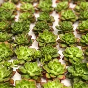 SUCCULENTS GREEN AFFI