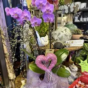 DOUBLE STEM VALENTINES DRESSED PURPLE PHALAENOPSIS ORCHID PLANT