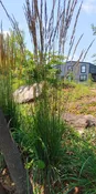 Karl Foerester Reed Grass-Calamagrostis x acutiflora ‘Karl Foerester’ (1 GAL)