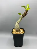 Myrmecodia tuberosa — Desert Creations