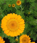 Anthemis sancti-johannis