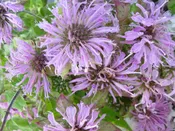 Bergamot, Wild