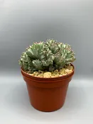 Euphorbia lactea variegated crest — Desert Creations