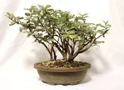 Elaeagnus (Silver Berry) in a Plastic Training Container