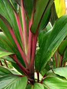 Hawaiian Ti Leaves