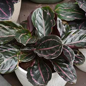 Calathea Dottie Rose Painted