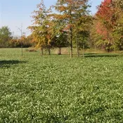 12-Point Buck Blend – Perennial (Coated &amp; Pre-Inoculated)