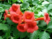 Campsis radicans- Trumpet Vine