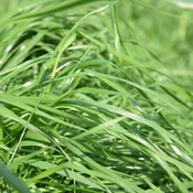 Andes Annual Ryegrass Seed