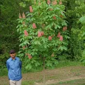 Aesculus X Carnea ‘Fort McNair’