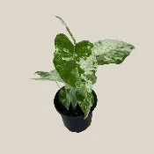 Alocasia Blizzard (Alocasia Odora ‘Batik Blizzard’) – 4 Inch Indoor Houseplant