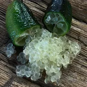Australian Finger Lime Tree