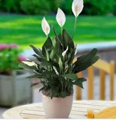COMFORT PLANTER