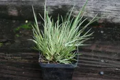 Acorus gramineus 'Masamune'