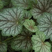 ‘Green Spice’ Coralbells