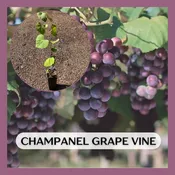 Champanel Grape Vine