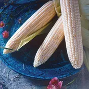 Argent Sweet Corn Seeds