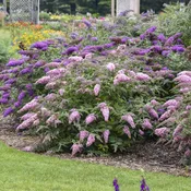 Buddleia Pink Cascade 2 gallon pot