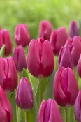 Pink Ardour Hot Pink Tulip Bulbs (25 Pack) | Premium Dutch Flower Bulbs — Burnside Farms