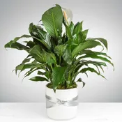 Spathiphyllum Plant in ceramic