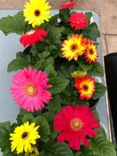 5" Gerbera Daisies —  Wagenmaker Greenhouses