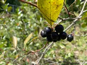 Aronia melanocarpa, 'Galicjanka’