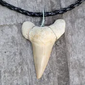1″-1.25″ Wire Wrapped Fossil Otodus Shark Tooth Necklace