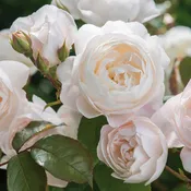 Desdemona® 5 Rose Hedging Bundle