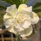Adenium Unicorn, Desert Rose, Grafted