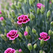 Carnations
