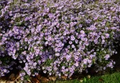 Aster Billowing Violet 1 Gallon