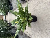 10″ Philodendron Ring of Fire