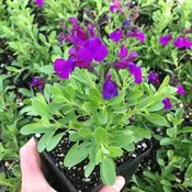 Autumn Sage (Salvia greggii 'Purple')