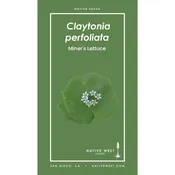 Claytonia perfoliata (Miner's Lettuce) Seeds — Native West Nursery - California Native Plants