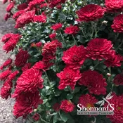 Chrysanthemum Mixed Colors 6 In