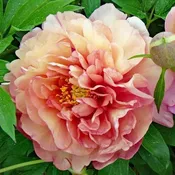 Peony 'Magical Mystery Tour' Bare Root — Gardenwerks