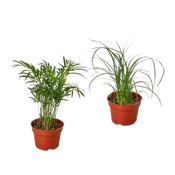 2 Palm Variety Pack / 4" Pots / Live Plant / House Plant