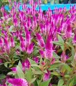 Celosia Intenz Purple 6" Pot