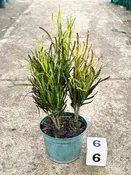6″ Croton Picasso Paintbrush