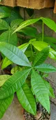 Pachira Aquatica (Money Tree) 6" — Sunset Blvd Nursery