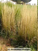 Grass, Feather Reed, Karl Foerster Liners