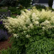 Aruncus sylvester- Goats Beard 1 gallon