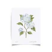 8x10 Hydrangea Print No. 4 By Susan Gordon