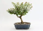 Chickasaw Crepe Myrtle in a 7" Glazed Pot