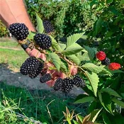 BIG DADDY THORNLESS BLACKBERRY