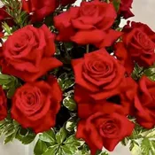 2 dozen roses