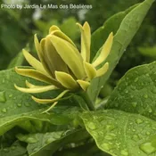 Calycanthus floridus 'Athens' Sweet shrub