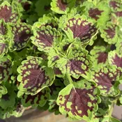 Coleus ColorBlaze Chocolate Drop 6"