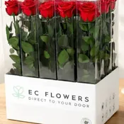 22" PRESERVED RED ROSE